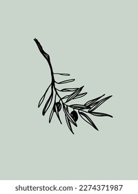 Olive branch, hand-drawn engraving vector illustration isolated.
