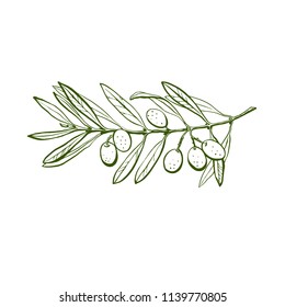 Olive branch is hand-drawn. Sketch of olive branch on white background