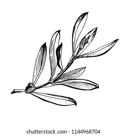 Olive branch is hand-drawn. Sketch of olive branch on white background