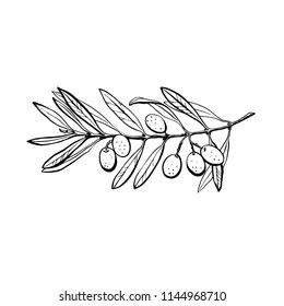 Olive branch is hand-drawn. Sketch of olive branch on white background