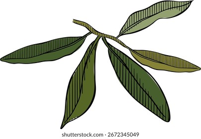 Olivenzweig Symbol, Vektor olivgrünes Blatt Vektor Grafik Linie Tinte farbige Illustration. Design für Modegrafiken, Stoffdrucke, Stoffe, Tapeten. Schlafanzüge, Packpapiere.