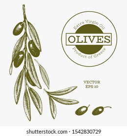 Olive branch illustration. Hand drawn vector food illustration. Engraved style mediterranean plant. Retro botanical picture.