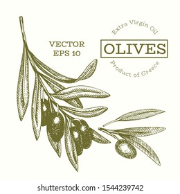 Olive branch illustration. Hand drawn vector food illustration. Engraved style mediterranean plant. Vintage botanical picture.