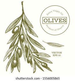 Olive branch illustration. Hand drawn vector food illustration. Engraved style mediterranean plant. Retro botanical picture.