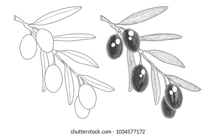 Olive branch Ink sketch and contour. Vector illustration isolated on white.