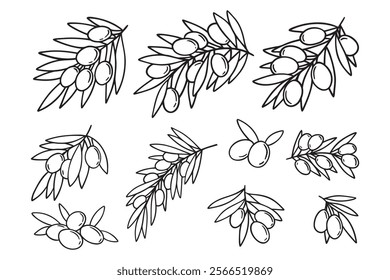  olive branch isolated doodle hand drawn on white background set. Outline drawing olive tree branch for menu, logo, greeting cards. Vector illustration