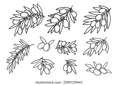  olive branch isolated doodle hand drawn on white background set. Outline drawing olive tree branch for menu, logo, greeting cards. Vector illustration