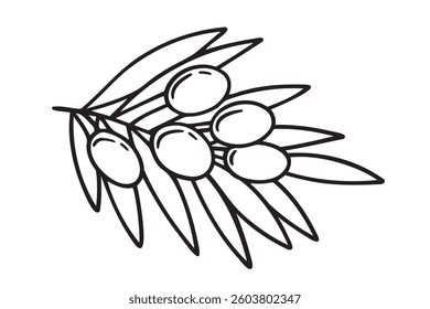  olive branch isolated doodle hand drawn on white background. Outline drawing olive tree branch for menu, logo, greeting cards. Vector illustration