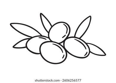 olive branch isolated doodle hand drawn on white background. Outline drawing olive tree branch for menu, logo, greeting cards. Vector illustration