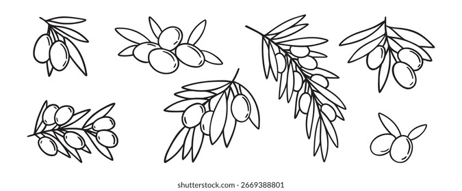  olive branch isolated doodle hand drawn on white background set. Outline drawing olive tree branch for menu, logo, greeting cards. Vector illustration