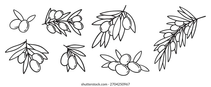 Olivenzweig einzeln doodle, handgezeichnet auf weißem Hintergrund. Umrisszeichnung Olivenbaumzweig für Menü, Logo, Grußkarten. Vektorgrafik