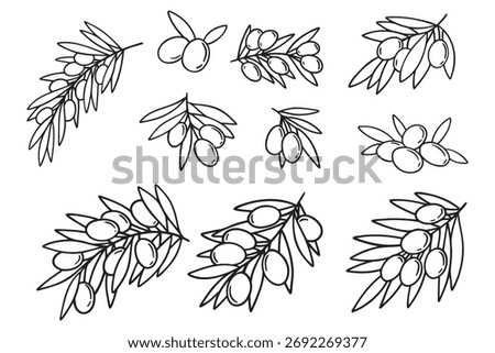  olive branch isolated doodle hand drawn on white background set. Outline drawing olive tree branch for menu, logo, greeting cards. Vector illustration