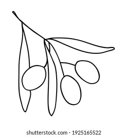 Olive branch isolated icon. Olive branch with fruits. Italy country symbol. Vector illustration. Doodle style outline.