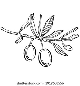 Olive branch. Isolated illustration element. Vector hand drawing wildflower for background, texture, wrapper pattern, frame or border.
