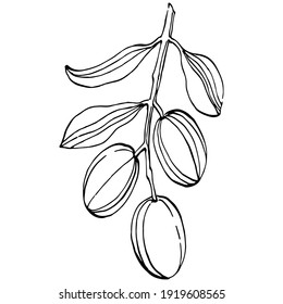 Olive branch. Isolated illustration element. Vector hand drawing wildflower for background, texture, wrapper pattern, frame or border.