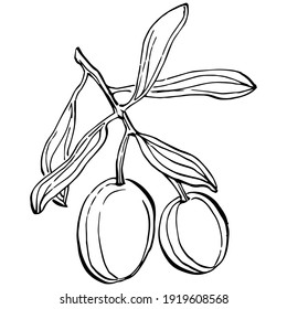 Rama de olivo. Elemento de ilustración aislado. Flor silvestre de dibujo manual vectorial para fondo, textura, patrón envolvente, marco o borde.