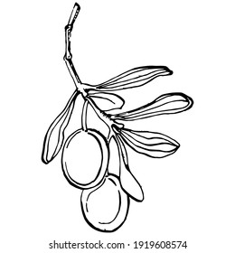 Olive branch. Isolated illustration element. Vector hand drawing wildflower for background, texture, wrapper pattern, frame or border.