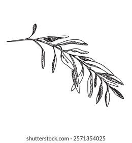 Olive Branch isolated on background. Hand drawn illustration of Greenery in outline style. Black and White line art for cards, logos and food, cosmetic design.