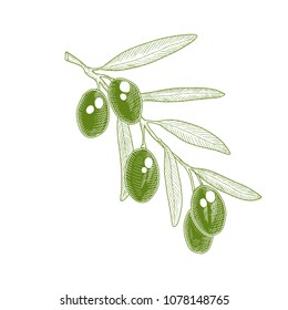 Olive branch isolated on white. Hand drawn vector illustration.