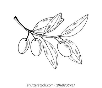 Olive branch isolated on white in classic style. Vector contour illustration.