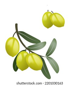 Olive branch isolated on white background. Vector illustration.
