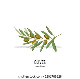 Rama de oliva aislada en el fondo blanco. Ilustración vectorial. Diseño de impresión o plantilla