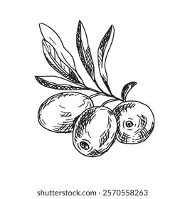 Olive Branch isolated on white background. Hand drawn Vector illustration in outline style. Black and White line art for cards, logos and food, cosmetic design.
