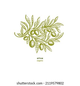 Olive branch, leaf. Graphic hand draw greek label. Vector texture plant, fruit on white background. Nature decor. Fresh organic oil