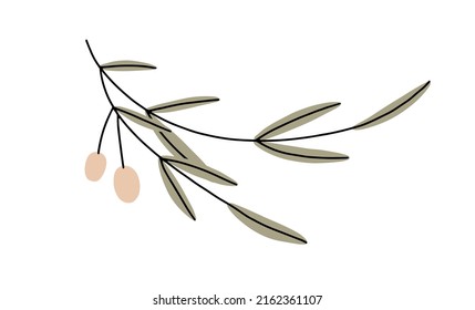 Olive branch with leaf. Greek, Italian fruit plant with leaves. Tree twig with fresh mediterranean vegetables. Botanical flat vector illustration isolated on white background