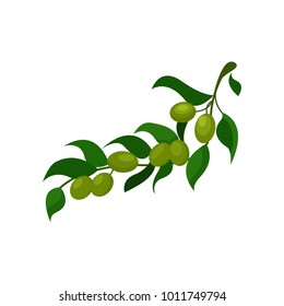 Olive branch with leaves cartoon vector Illustration