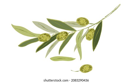 olive branch with leaves and fruit isolated on a white background. Floral vector illustration for wedding stationery, greetings, wallpapers, fashion and invitations.10 EPS