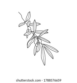 Olive Branch with leaves and Fruit. Outline Botanical leaves In a Modern Minimalist Style. Vector Illustration For printing on t-shirt, Web Design, beauty Salons, Posters, creating a logo and pattern