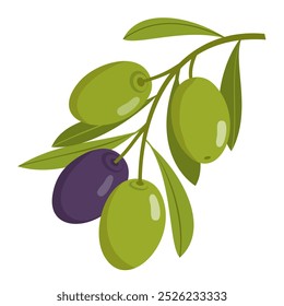 An olive branch with leaves and fruits. Black and green olives on a twig. Illustrated vector clipart.