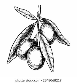 Olive branch with leaves and fruits. Vector illustration in sketch style. Engraving. Isolated on white background. For packaging design, wedding, stationery, greetings, wallpapers, and invitations