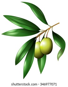 Olive branch with leaves illustration