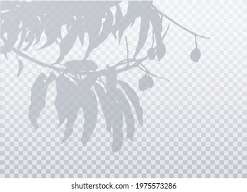 Olive branch with leaves isolated on transparent background. Vector realistic shadow. Natural silhouette without blurring. EPS10. 