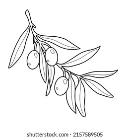 Olive branch with leaves and large veins, berries, monochrome botanical illustration on a white background for packaging olives and olive oil, vector