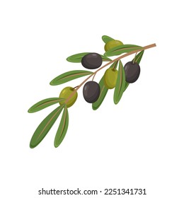 Olive branch with leaves on white background. Olive product cartoon illustration. Organic food, home pantry concept