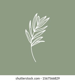 Olive Branch and leaves  Outline Botanical leaves In Modern Minimalist Style  Vector Illustration  For printing t  shirt  Web Design  beauty Salons  Posters  creating logo   other