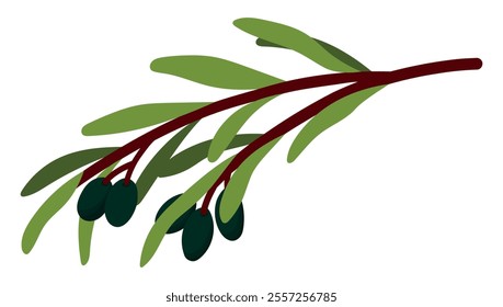 Olive Branch with Leaves and Ripe Black Olives Isolated on White Background. Short sprigs with leaves. Minimalist Nature Illustration