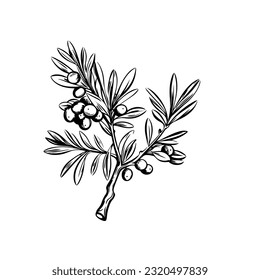 Olive branch line art vintage illustration for your design