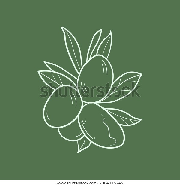 Olive Branch Line Vector Illustration Detailed Stock Vector (Royalty ...