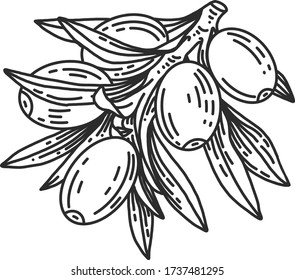olive branch linear illustration for logo in vector