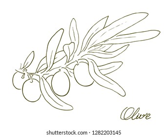 Olive branch linear sketch. Hand drawn, graphics illustration
