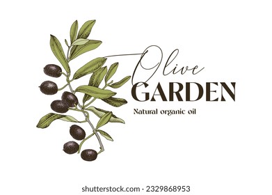 Olive branch logo and badge design.