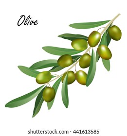 Olive branch (Olea europaea). Hand drawn realistic vector illustration of olive tree branch with leaves and green olives on white background.