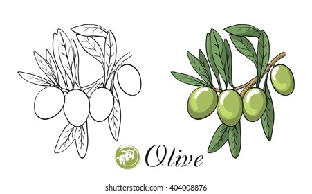 olive branch with olives