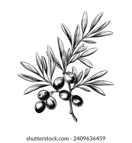 Olive branch with olives. Black and white vector illustration.