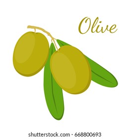 Olive branch, olives. Cosmetics, medical plant. Natural vegetarian food. Made in cartoon flat style
