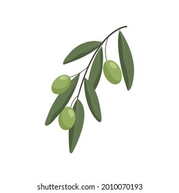 Olive branch with olives isolated on white background. Vector illustration